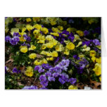 Hillside of Purple and Yellow Pansies Card