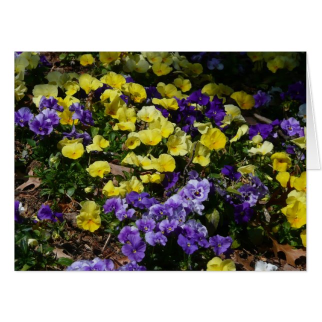 Hillside of Purple and Yellow Pansies Card (Front Horizontal)