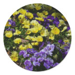 Hillside of Purple and Yellow Pansies Classic Round Sticker