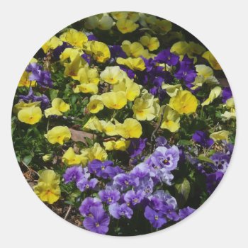 Hillside Of Purple And Yellow Pansies Classic Round Sticker by mlewallpapers at Zazzle