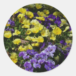 Hillside of Purple and Yellow Pansies Classic Round Sticker