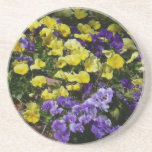 Hillside of Purple and Yellow Pansies Coaster