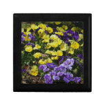 Hillside of Purple and Yellow Pansies Gift Box