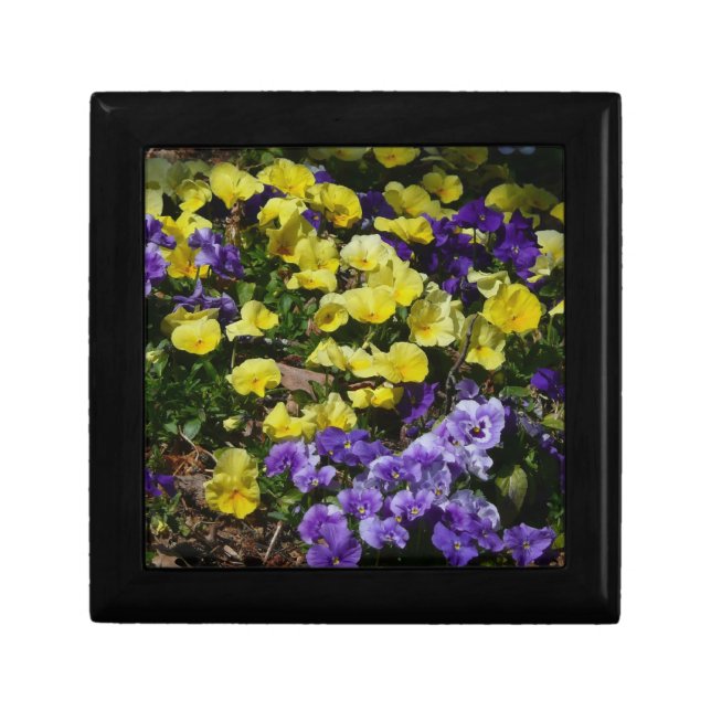 Hillside of Purple and Yellow Pansies Gift Box (Front)