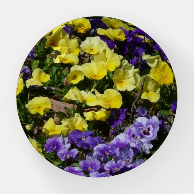 Hillside of Purple and Yellow Pansies Paperweight (Front)
