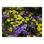 Hillside of Purple and Yellow Pansies Photo Print