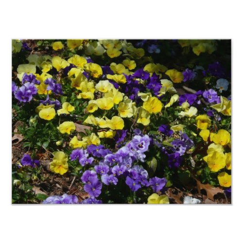 Hillside of Purple and Yellow Pansies Photo Print