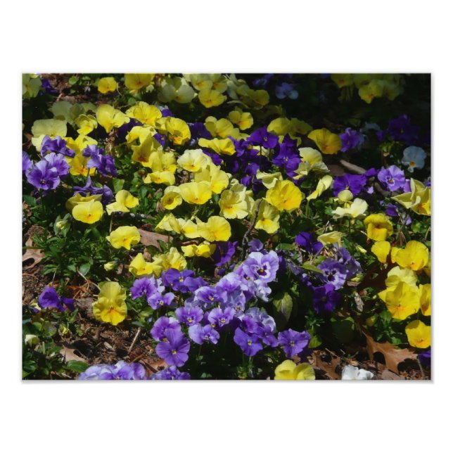 Hillside of Purple and Yellow Pansies Photo Print (Front)