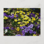 Hillside of Purple and Yellow Pansies Postcard
