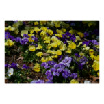 Hillside of Purple and Yellow Pansies Poster