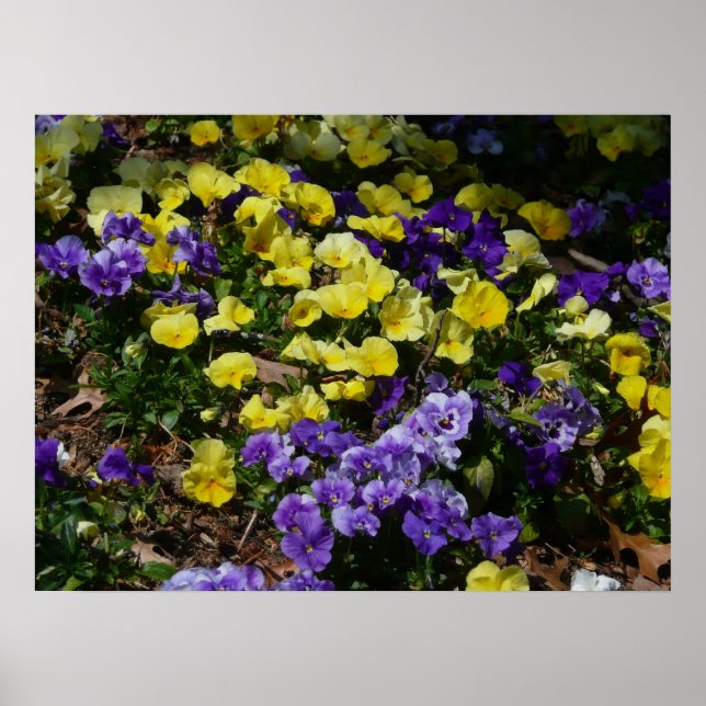 Hillside of Purple and Yellow Pansies Poster (Front)