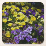 Hillside of Purple and Yellow Pansies Square Paper Coaster