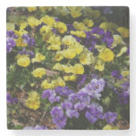 Hillside of Purple and Yellow Pansies Stone Coaster