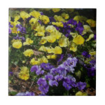 Hillside of Purple and Yellow Pansies Tile