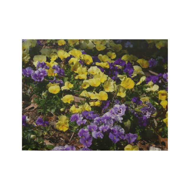 Hillside of Purple and Yellow Pansies Wood Poster (Front)