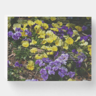 Hillside of Purple and Yellow Pansies Wooden Box Sign