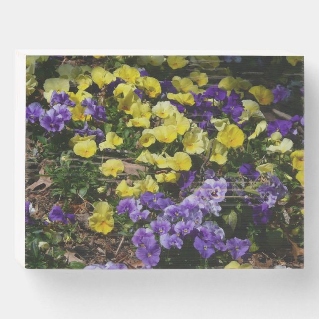 Hillside of Purple and Yellow Pansies Wooden Box Sign (Front Horizontal)