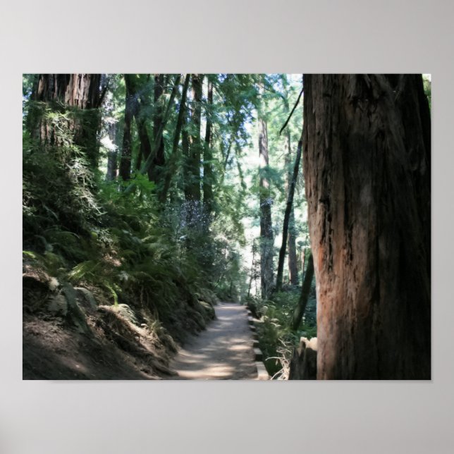 "Hillside Trail", Muir Woods Poster (Front)