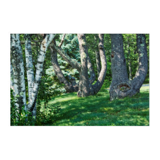 Hillside Trees Acrylic Print