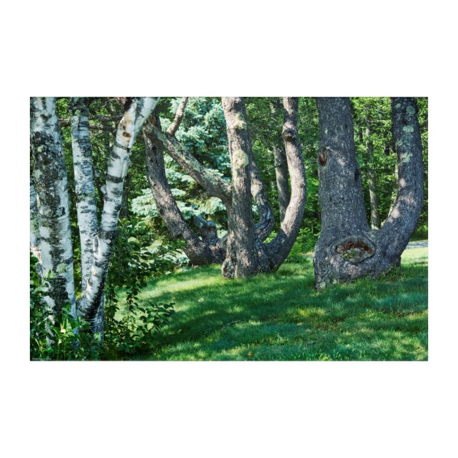 Hillside Trees Acrylic Print (Front)