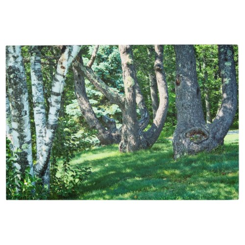 Hillside Trees Metal Print