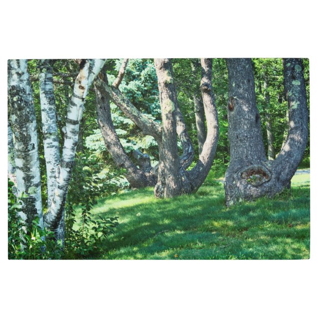 Hillside Trees Metal Print (Front)