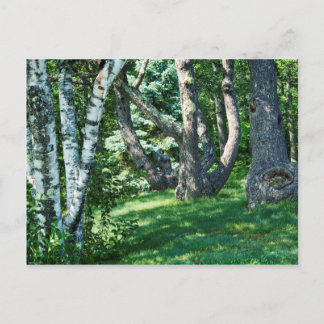 Hillside Trees Postcard