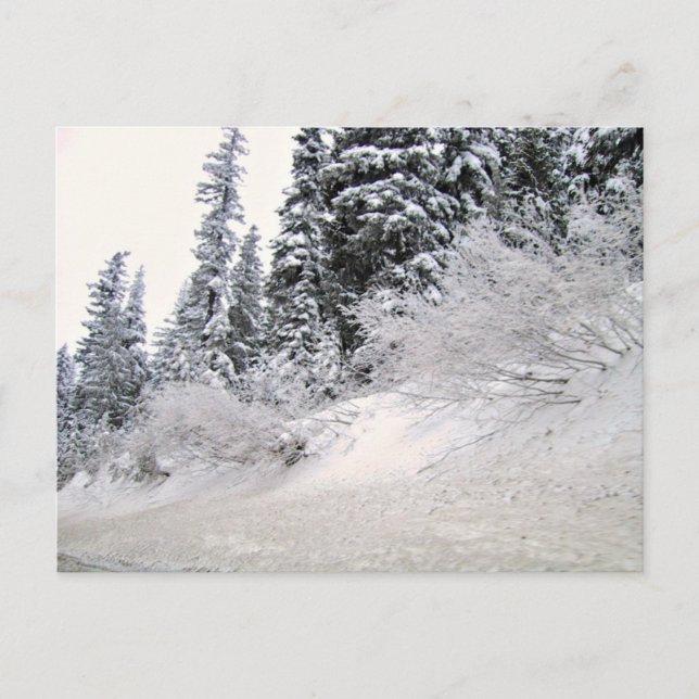 Hillside with pine trees covered with snow postcard (Front)