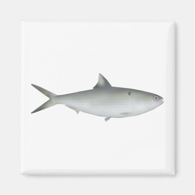 Hilsa Shad Magnet (Front)