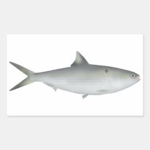 Hilsa Shad Rectangular Sticker
