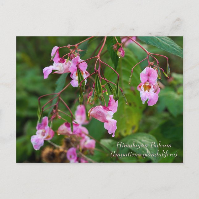 Himalayan Balsam Flowers Postcard (Front)