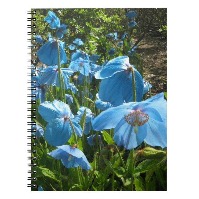 Himalayan Blue Poppy 80 page notebook (Front)
