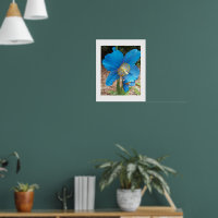 Himalayan Blue Poppy Floral