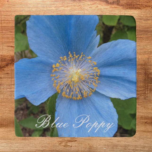 Himalayan Blue Poppy Floral Trivet (In Situ)