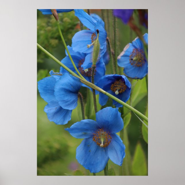 Himalayan Blue Poppy Flowers Poster (Front)