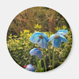 himalayan blue poppy magnet