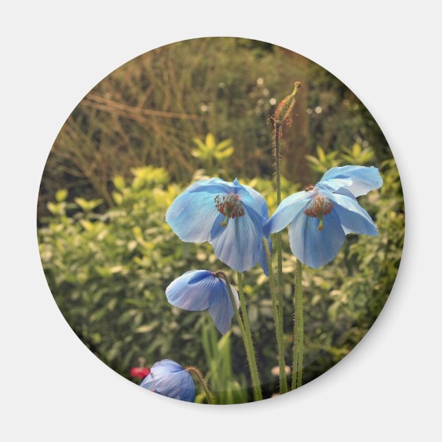 himalayan blue poppy magnet (Front)