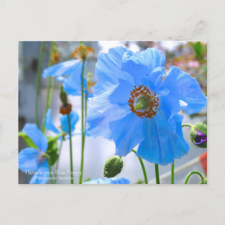 Himalayan Blue Poppy Postcard