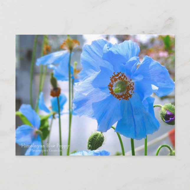 Himalayan Blue Poppy Postcard (Front)