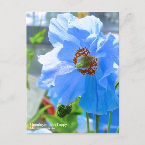 Himalayan Blue Poppy Postcard