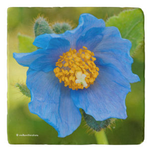 Himalayan Blue Poppy Trivet