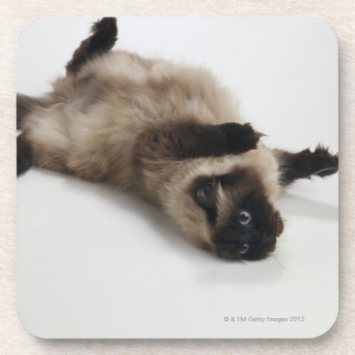Himalayan Cat Lying on his Back Beverage Coaster