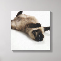 Himalayan Cat Lying on his Back Canvas Print