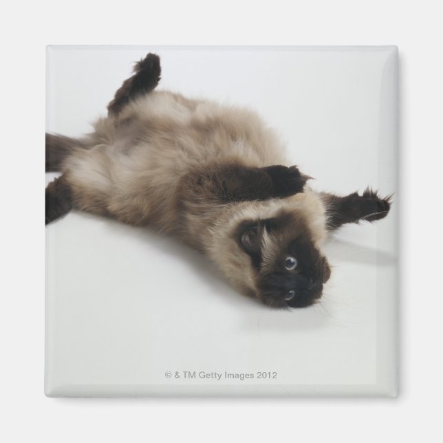 Himalayan Cat Lying on his Back Magnet (Front)