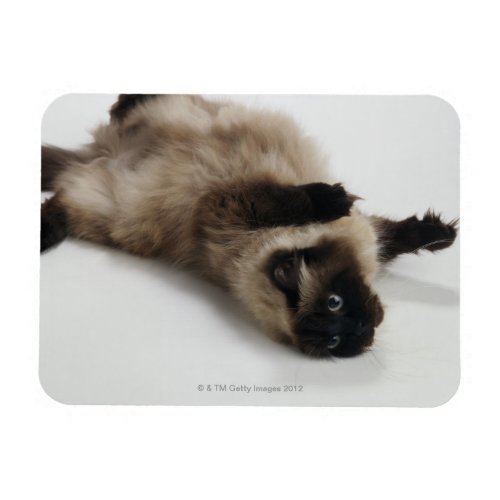 Himalayan Cat Lying on his Back Magnet