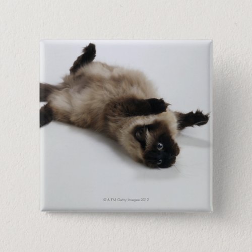 Himalayan Cat Lying on his Back Pinback Button