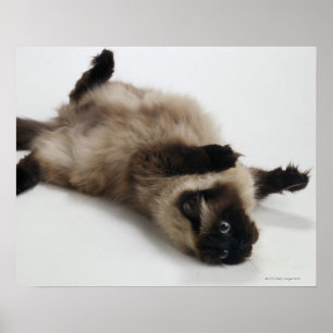 Himalayan Cat Lying on his Back Poster