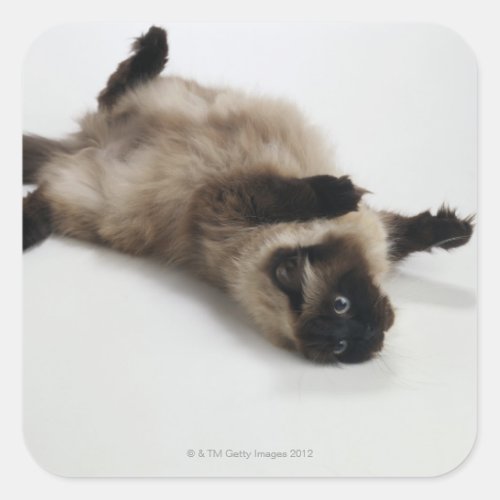 Himalayan Cat Lying on his Back Square Sticker