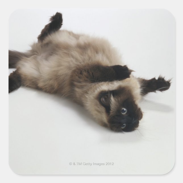 Himalayan Cat Lying on his Back Square Sticker (Front)