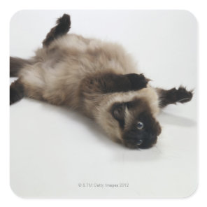 Himalayan Cat Lying on his Back Square Sticker
